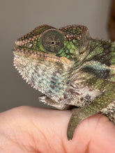 Load image into Gallery viewer, Face closeup of Ambilobe panther chameleon.