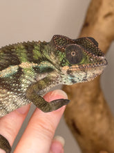 Load image into Gallery viewer, Cure face of an ambilobe panther chameleon with a karate-chop arm