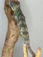 Load image into Gallery viewer, Back of Ambilobe panther chameleon