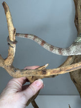 Load image into Gallery viewer, Red rings on Ambilobe panther chameleon tail