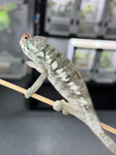Load image into Gallery viewer, AMBILOBE Panther Chameleon: Rogue x Phoenix (R1)