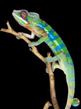Load image into Gallery viewer, Colorful 6 month old ambilobe pather chameleon sitting on a branch against a black background for sale at FramsChamsFramsChams