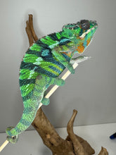 Load image into Gallery viewer, Juvenile panther chameleon with a bright green body and blue bars sitting on a stick