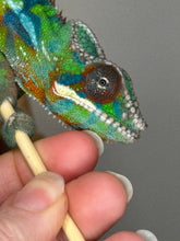 Load image into Gallery viewer, Colorful ambilobe panther chameleon on a person's hand with a gray background