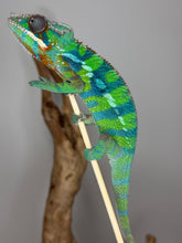 Load image into Gallery viewer, Bright green and blue panther chameleon on a branch against a gray background