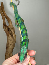 Load image into Gallery viewer, Six month old ambilobe panther chameleon walking down a stick.