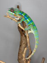 Load image into Gallery viewer, Rainbow colored panther chameleon on a branch against a gray background
