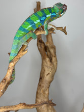 Load image into Gallery viewer, Juvenile panther chameleon on a branch with a plain background