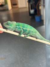 Load image into Gallery viewer, AMBANJA Panther Chameleon: (E22)