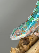 Load image into Gallery viewer, AMBILOBE Panther Chameleon male: (E33)