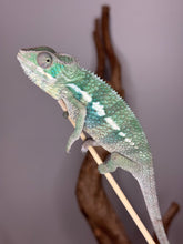 Load image into Gallery viewer, Panther Chameleon on a stick looking backwards
