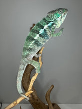 Load image into Gallery viewer, Ambilobe Panther Chameleon on a branch against a gray background