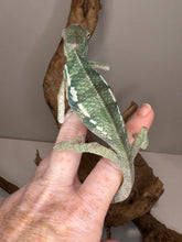 Load image into Gallery viewer, Green and teal panther chameleon showing off his back sitting calmly on a hand