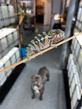 Load image into Gallery viewer, AMBILOBE male: Sam x Amie (Q1)