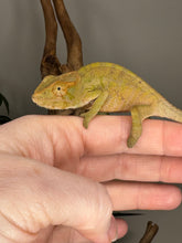 Load image into Gallery viewer, AMBANJA FEMALE Panther Chameleon: Neon Nights x Tango (S19)