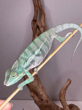 Load image into Gallery viewer, Beautiful ambanja panther chameleon on a stick.