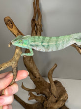 Load image into Gallery viewer, Ambanja panther chameleon stretching across two branches.