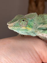 Load image into Gallery viewer, Closeup of Ambanja Panther Chameleon face with a cute expression