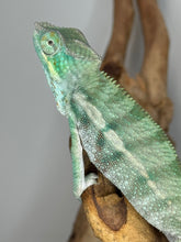 Load image into Gallery viewer, Side and back view of a green ambanja panther chameleon