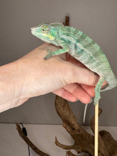 Load image into Gallery viewer, Ambanja panther chameleon climbing from a stick to a hand.