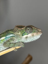Load image into Gallery viewer, Juvenile ambilobe panther chameleon sitting on a stick