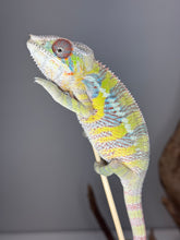 Load image into Gallery viewer, Juvenile male Ambilobe Panther Chameleon (Aslan x Flash) with bright yellow highlights