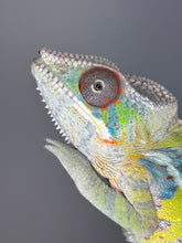 Load image into Gallery viewer, Healthy juvenile male Ambilobe Panther Chameleon for sale with calm temperament