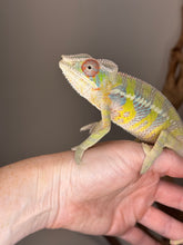 Load image into Gallery viewer, Side view of Aslan x Flash Ambilobe Panther Chameleon juvenile male
