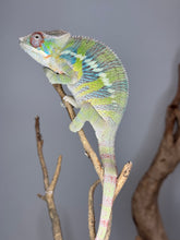 Load image into Gallery viewer, Juvenile male Ambilobe Panther Chameleon (Aslan x Flash) with bright yellow coloring