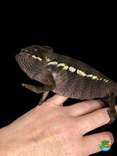 Load image into Gallery viewer, Ambilobe panther chameleon for sale at FramsChams