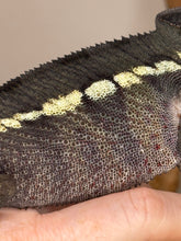 Load image into Gallery viewer, Hints of green, yellow and red barring under the dark belly of a fiesty ambilobe panther chameleon.