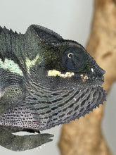 Load image into Gallery viewer, Closeup of dark panther chameleon face.