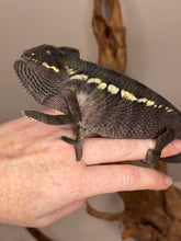 Load image into Gallery viewer, Fiesty panther chameleon posing on a hand.