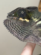 Load image into Gallery viewer, Closeup of dark panther chameleon face.