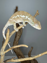 Load image into Gallery viewer, AMBILOBE FEMALE Panther Chameleon: šŗ (S3)