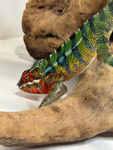 Load image into Gallery viewer, Colorful ambilobe panther chameleon on a branch