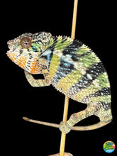 Load image into Gallery viewer, Cute mbilobe panther chameleon juvenile available at FramsChams