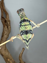 Load image into Gallery viewer, Back of ambilobe panther chameleon showing yellow body with dark green/black bars.