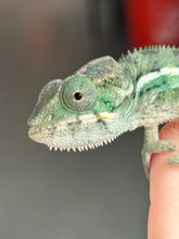 Load image into Gallery viewer, AMBILOBE male: Sunny Delight x Skittles(R5)