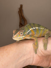 Load image into Gallery viewer, Cute chameleon with orange belly.