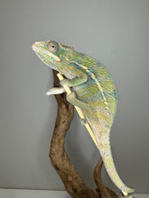 Load image into Gallery viewer, Chameleon with blue and yellow on a stick.
