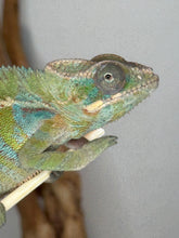 Load image into Gallery viewer, Green and blue Ambilobe panther chameleon.
