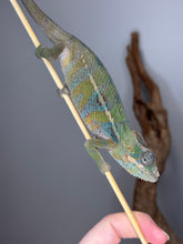 Load image into Gallery viewer, Side view of Bluegreen chameleon on a stick