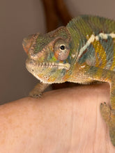 Load image into Gallery viewer, Chameleon face with orange and blue