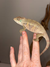 Load image into Gallery viewer, young panther chameleon bancing on fingertips