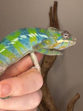 Load image into Gallery viewer, Ambilobe panther chameleon on a hand