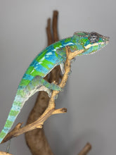 Load image into Gallery viewer, Panther Chameleon sitting on stick
