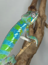 Load image into Gallery viewer, Ambilobe panther chameleon looking at the camera with bright eyes