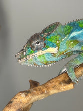 Load image into Gallery viewer, Blue and green panther chameleon on a branch