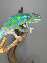 Load image into Gallery viewer, Colorful ambilobe chameleon on a branch with a gray background